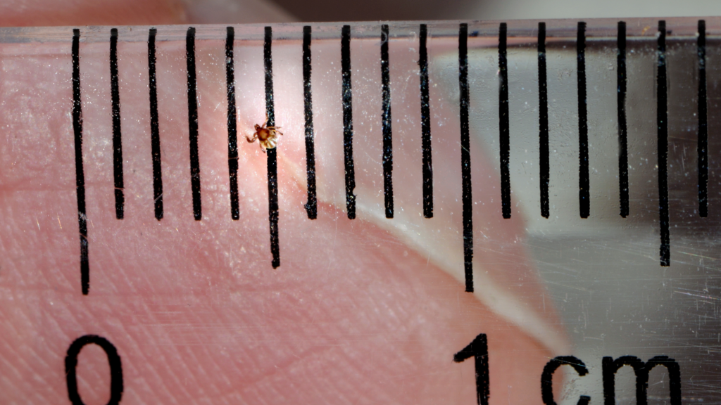 Nimfa kleszcza Nimfa kleszcza na linijce z podziałką milimetrową