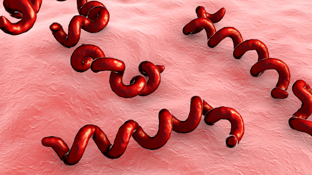 Krętki Borrelia w powiększeniu Borelioza - krętki w powiększeniu